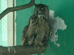 -西霞口神雕山野生动物世界