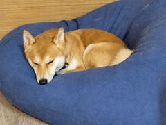 -柴迷FANS CLUB·柴犬狗咖·猫咖