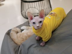-飞行喵MR PILOT|猫舍·猫咖(静安大融城店)
