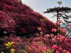-木兰云雾山