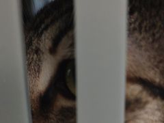 -宠福鑫康馨动物医院·骨科·眼科