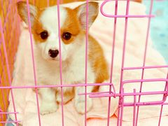 -芭比堂动物医院·犬猫全科·异宠专科(雁塔分院)