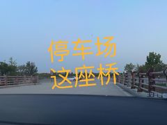-荷兰花海