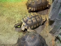 -石家庄市动物园