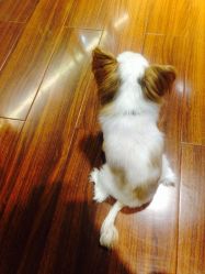 -染指坊日式美甲美睫设计中心