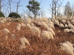 -无锡梁鸿湿地丽笙度假酒店·流觞西餐厅
