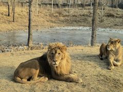 -北京野生动物园
