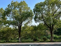 -昆山城市生态森林公园