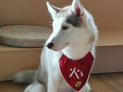 火锅-Husky Go! 哈士奇体验馆·宠物咖啡厅狗咖