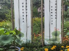 -莲花池公园