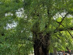 -少林寺欢喜地素斋馆