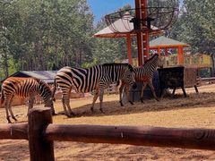 -大连森林动物园