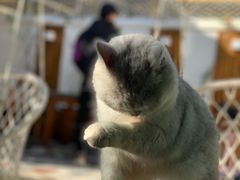 -喵屿·大理花园猫咖