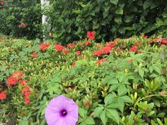 散步拍的花儿们（五爪金龙+龙船花+扶桑）-美视五月花高尔夫度假酒店(滨海西店)