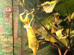 -上海大自然野生昆虫馆(东方明珠·爬宠昆虫探索中心)
