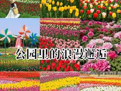 -洛阳郁金香牡丹园