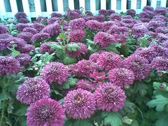 景点-人民防洪胜利纪念塔