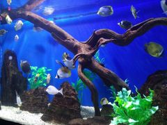 -烟台海昌鲸鲨海洋公园