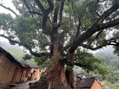 -杨家堂村