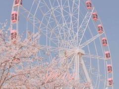 -顾村公园
