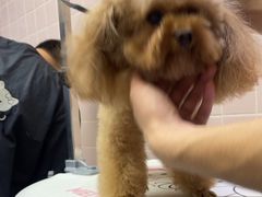 -FAELING PETS美天灵宠物(富力广场店)