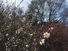 -杭州植物园