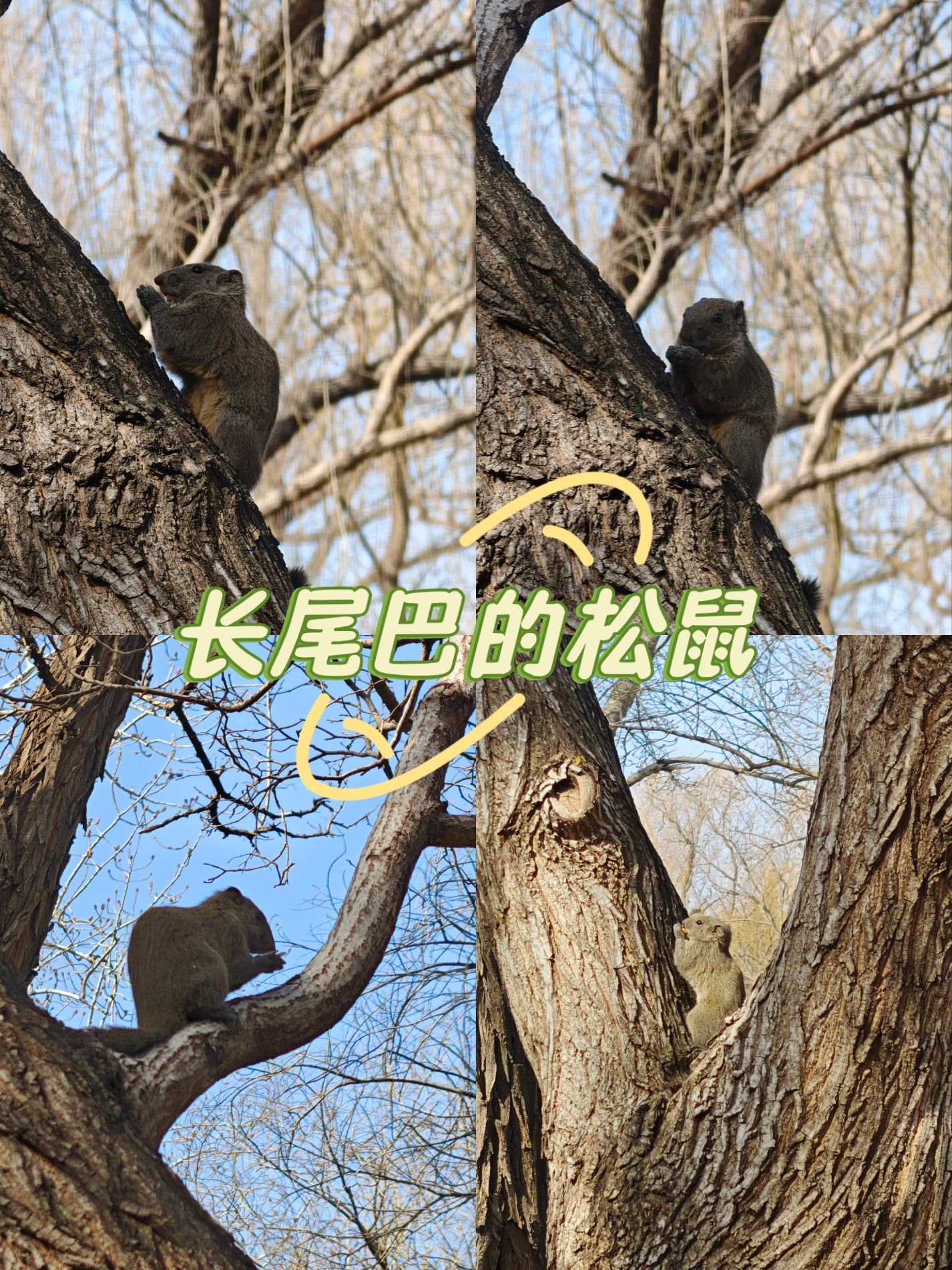 无意中看到树丛间欢快跳跃的小松鼠