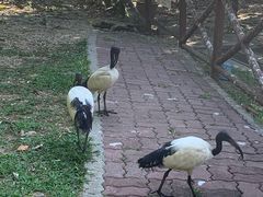 -吉隆坡雀鸟公园