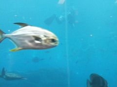 -瑞德姆美人鱼海底演艺主题餐厅(亚龙湾店)