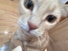 -是阿柴呀！柴犬咖啡·爱喵喵猫咖