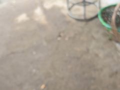 -马陆小张葡萄园农家乐