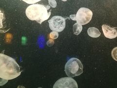 -太平洋海底世界