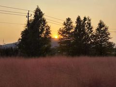 -羊亭河湿地公园