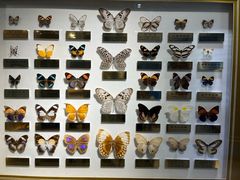 -上海昆虫博物馆