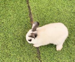 -萌宠亲子动物乐园(槐房万达店)