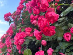 -广富林郊野公园