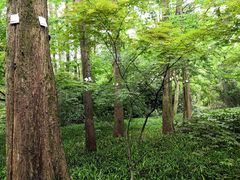 -西湖外事游船(花港观鱼码头)