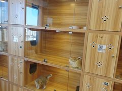 -猫十亿·布偶金渐层·曼基康矮脚猫舍(青年路店)