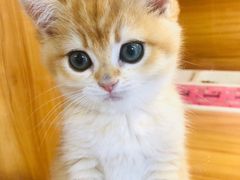 -猫十亿·布偶金渐层·曼基康矮脚猫舍(青年路店)
