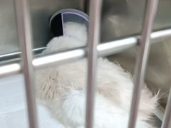 -瑞派紫金宠物医院24小时·骨科·中兽医·重症转诊中心(番禺大石院)