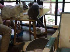 -李小姐の猫咖啡馆(五角场店)