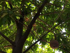 -柬埔寨国家博物馆