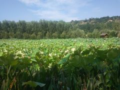 -渭南桃花源民俗文化园