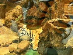 -横道河子东北虎林园
