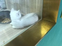 -飞行喵MR PILOT|猫舍·猫咖(静安大融城店)