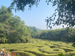 -大屏嶂森林公园