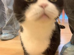-猫咪派对(江南西店)