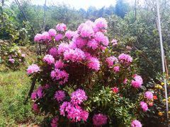 -名花谷生态庄园