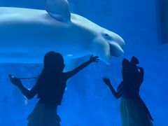 -海合安成都极地海洋公园
