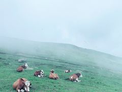 -灵山